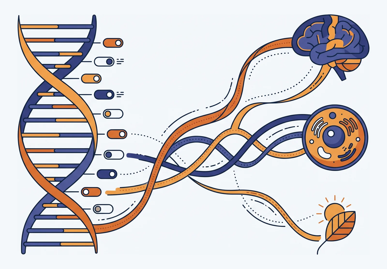 Il DNA che si apre in un flusso di informazione verso cervello, cellula e ambiente